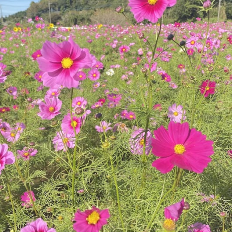 【勝浦イベント情報】養老渓谷もみじまつり