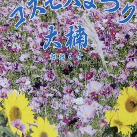 【勝浦イベント情報】コスモスフェスタin市野川　2025